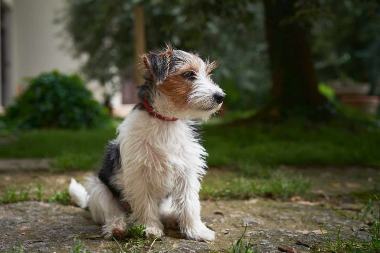 Il cane, è il miglior amico dell'uomo